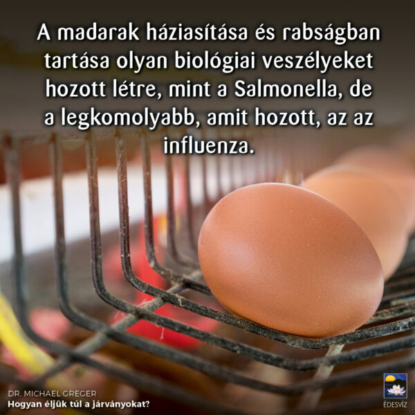 Hogyan éljük túl a járványokat - Image 7